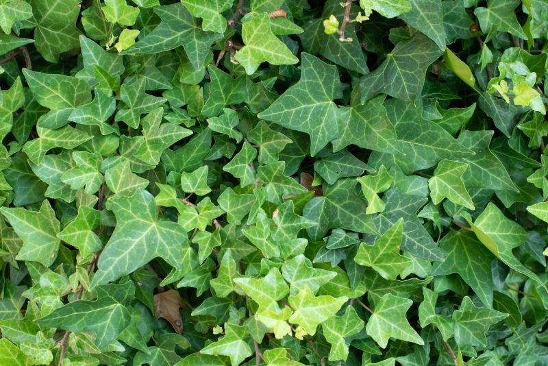 english ivy removal