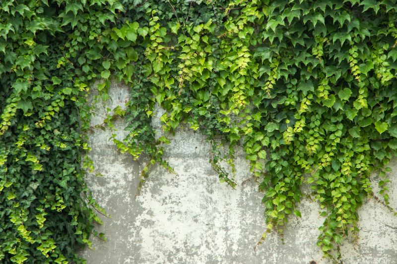 english ivy removal