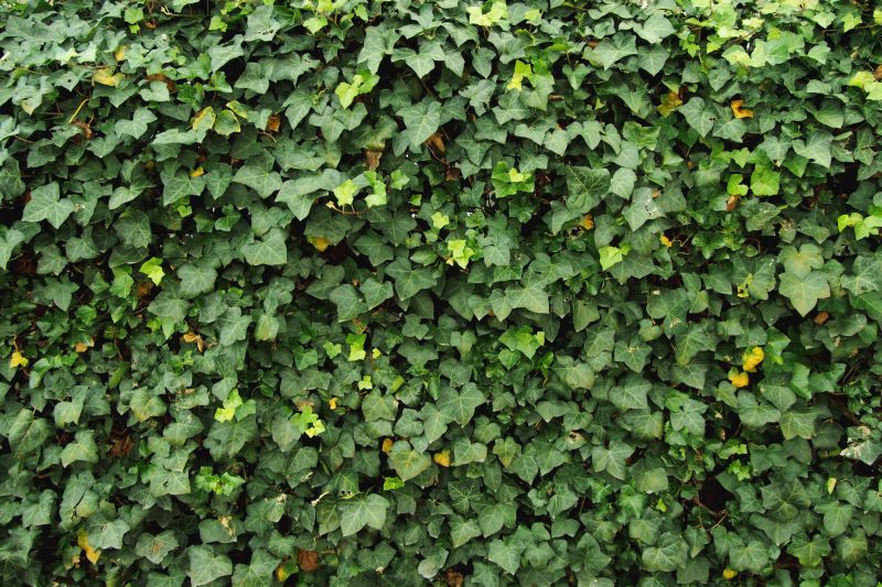 english ivy removal