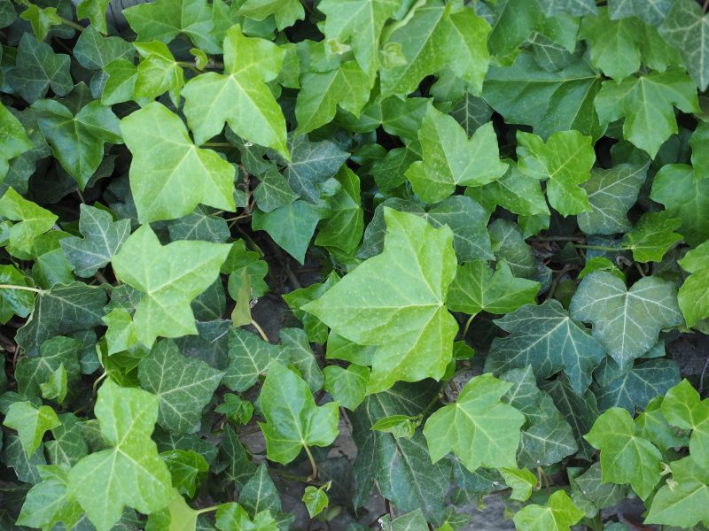 English Ivy Removal