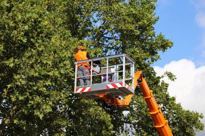 Licensed Tree Care Experts