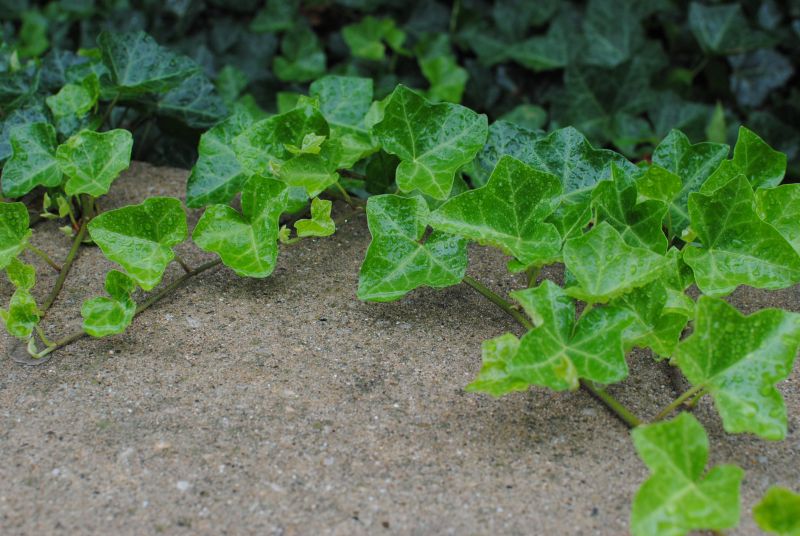 Healthy Landscape Restoration