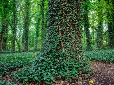 Ivy Removal, English Ivy Removal, New Jersey